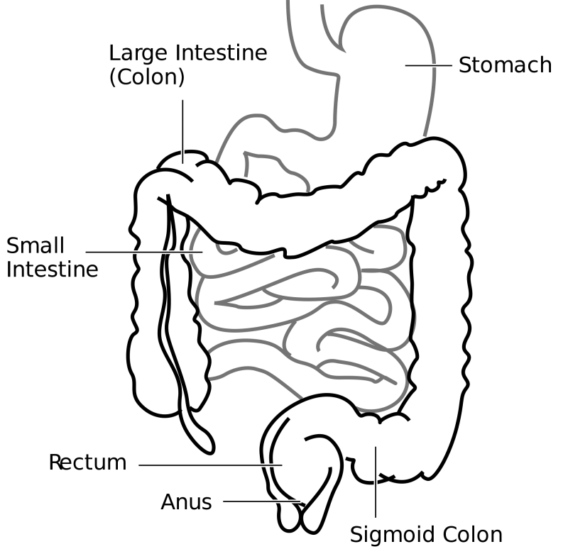 anatomie colon