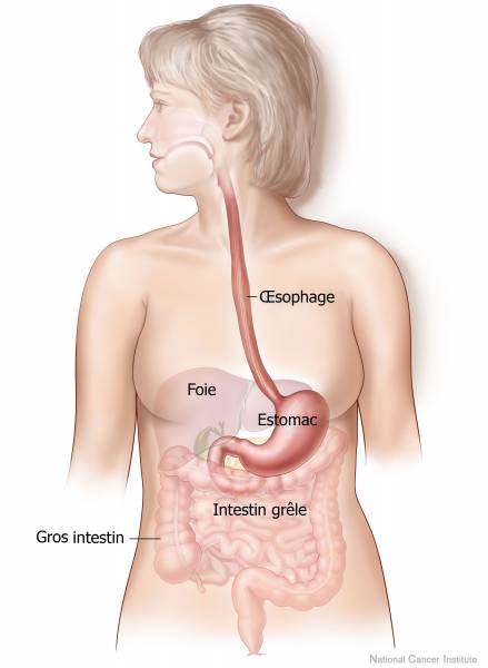 anatomie estomac